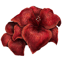 Sanguine Amaryllis *999

